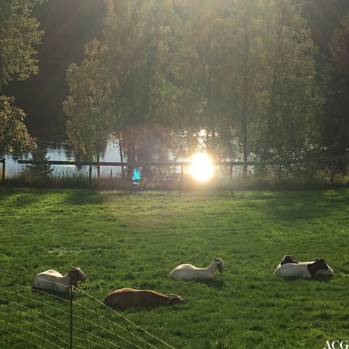 Geiter i Gamle Fossenvegen på Eidsvoll